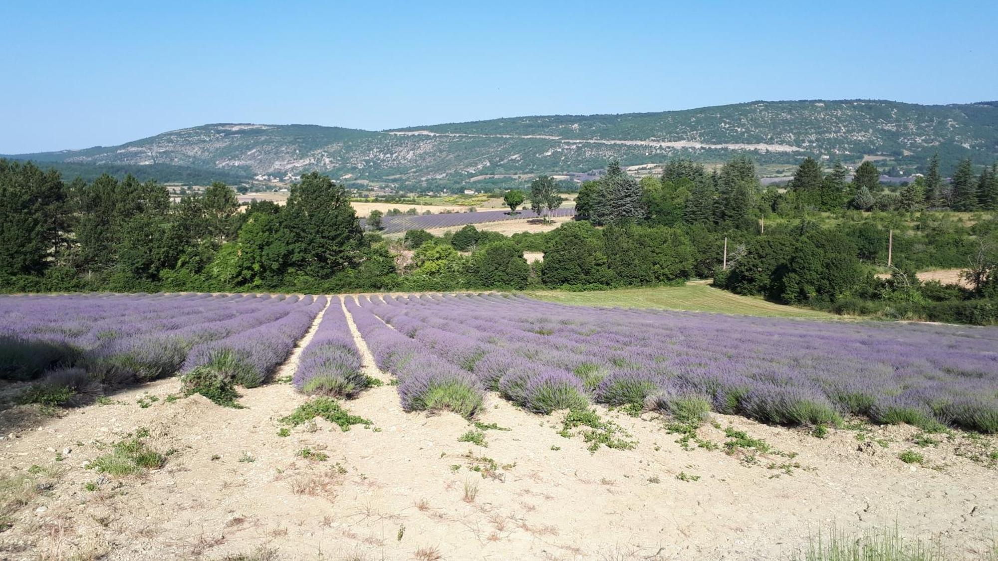 Le Grain De Lavande - Mont Ventoux Sault Eksteriør billede